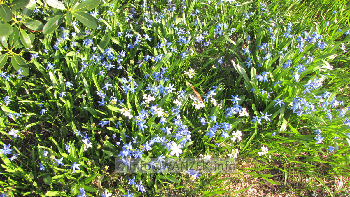 Scilla sibirica 05.JPG